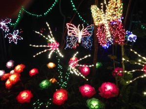 Lights in Bloom at Selby Gardens
